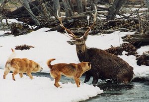 600-411-20030924-river-deer-2dogs.jpg